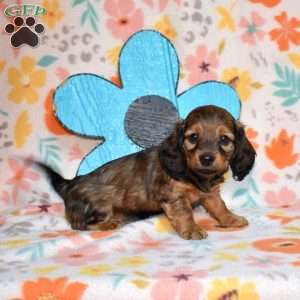 Twinkie, Dachshund Puppy